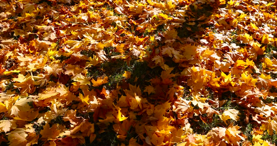 orange maple foliage that has fallen to the grass, the foliage of trees on the ground after leaf fall in sunny weather, close up
