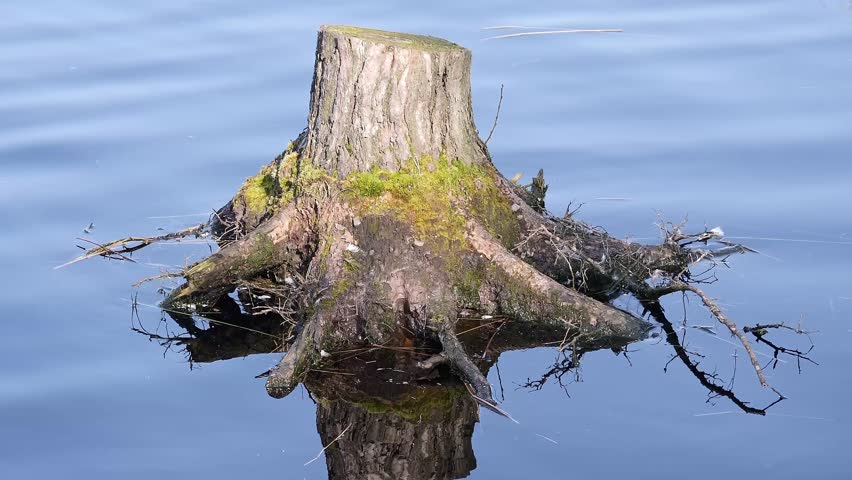 A closeup of cut Tree stump with moss, reflecting in the calm water on a sunny day