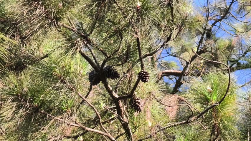 Pine cones on trees in the forest