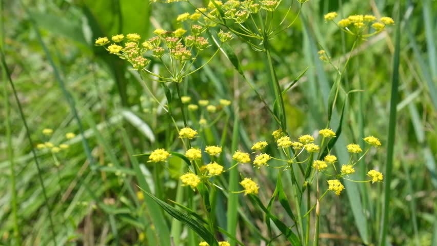 Wild yellow Parsnip, Pastinaca sativa, Medium to tall, strong-smelling, biennial, stem hollow or solid, angled or ridged. Flowers yellow, in umbels with unequal rays. 