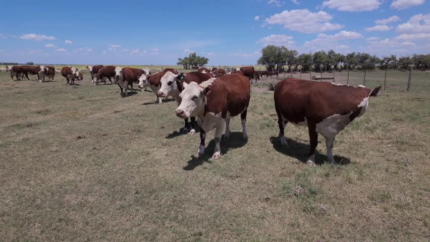 Polled Hereford cattle under blue sky in Argentinian country. 4K