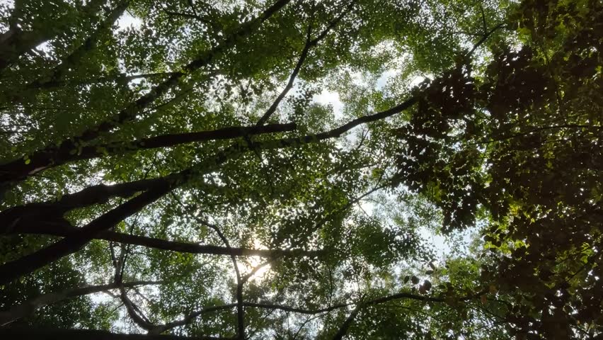 A rotating, upward view of Trembesi tree leaves in a city park, showcasing lush green foliage and sprawling branches against the sky. A serene nature scene highlighting urban greenery and fresh air.