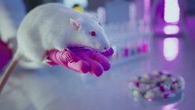 Medical researcher holding white laboratory rat with pink gloves, blurred pharmaceutical pills representing pharmaceutical research and experimental process - Powered by Shutterstock - Get 15% off with code: PIKWIZARD15