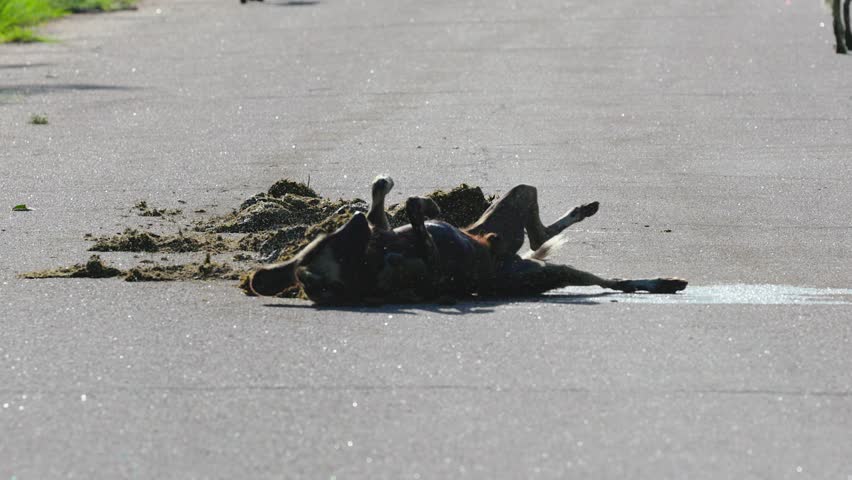 African wild dog rolls in elephant poop on road amid cloud of flies