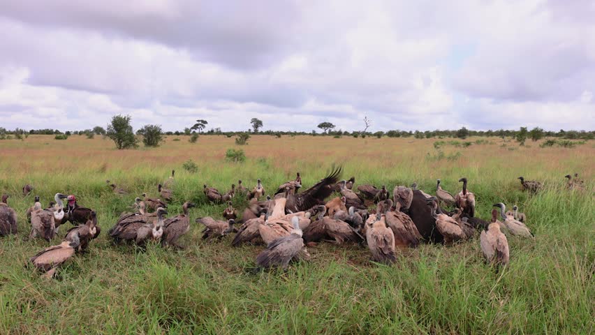 Lone Spotted hyena scatters large vultures away from buffalo carcass