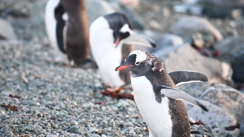 Penguins gather on rocky shore near the ocean during sunset in a cold landscape