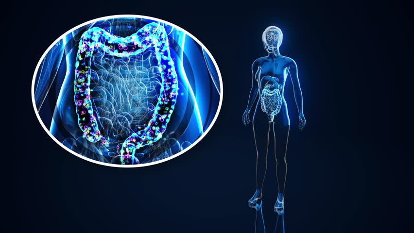 Conceptual animation of the gut microbiome
