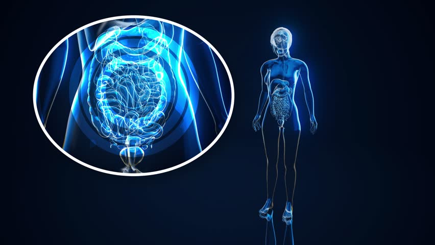 Conceptual animation of the gut microbiome