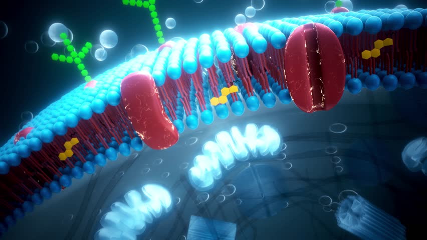 Conceptual animation of the cell plasma membrane