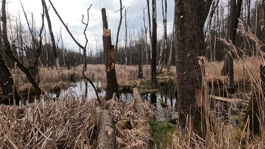 waterlogged trees in a swamp in the forest