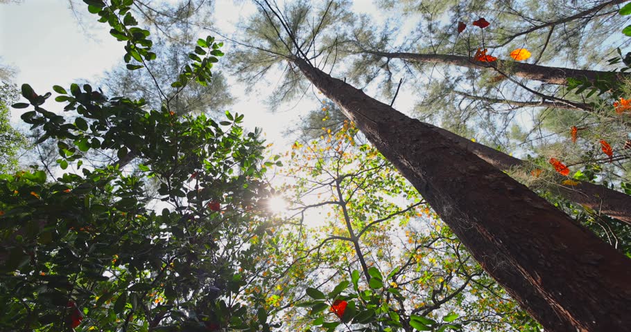 Sunlight filters through tall trees, lush green forest, lowangle perspective, tranquil nature scene.