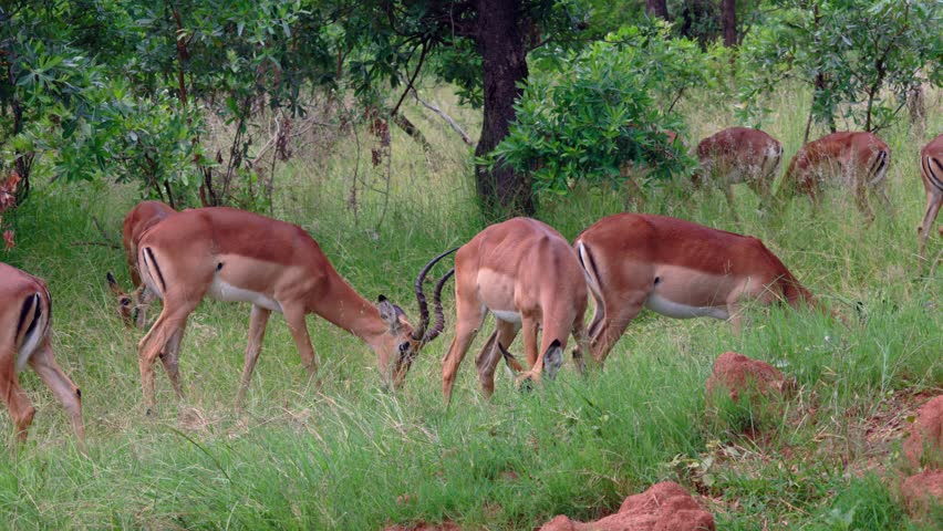 Herd of impala graze on tall lush green savanna grass in Kruger Park