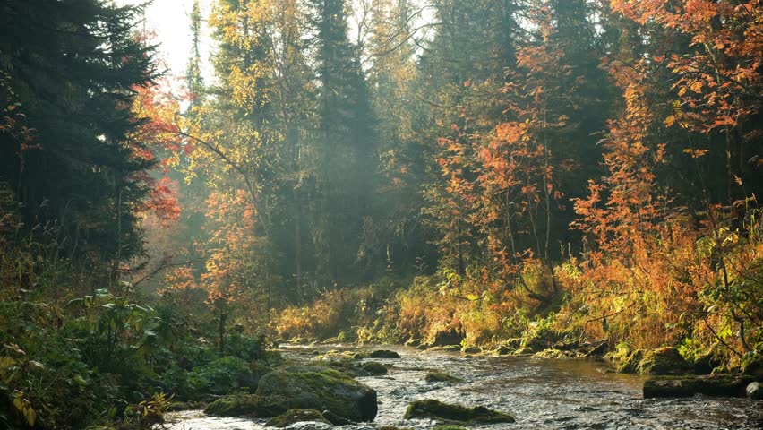 Misty autumn morning sunlight filtering through dense forest, casting golden rays on flowing river winding past vibrant orange and red foliage in pristine wilderness landscape