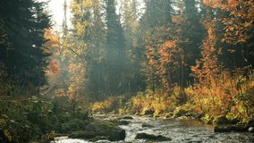 Misty autumn morning sunlight filtering through dense forest, casting golden rays on flowing river winding past vibrant orange and red foliage in pristine wilderness landscape - Powered by Shutterstock - Get 15% off with code: PIKWIZARD15