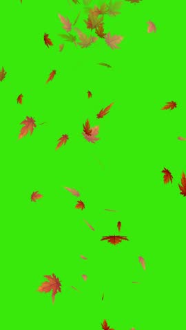 Green Screen Autumn Leaves Vertical Screen HD Footage