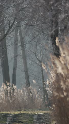 A scenic path between lakes filmed in early spring afternoon. Soft, muted plant colors and a unique telephoto perspective. Gentle wind moves the vegetation.
