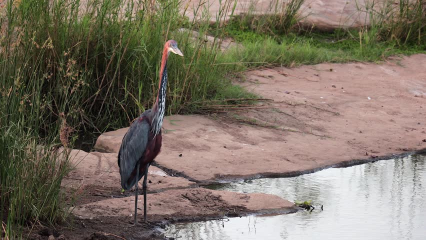 Large Goliath heron stands on shoreline of wetland pond, copy space