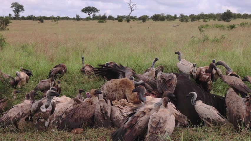 Spotted hyena asserts authority with vultures at carcass on savanna