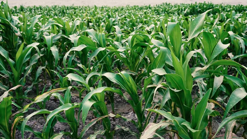 Close-Up of Green Corn Leaves in a Field, Close-up of lush green corn leaves in a field, showcasing their vibrant color and texture
