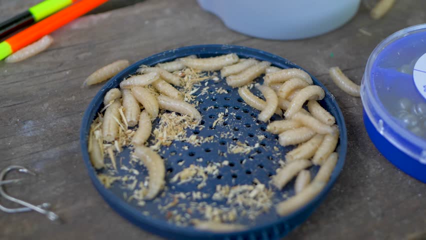 Anglers commonly utilize commercially provided maggots to attract non-predatory fish. Maggots stand out as the favored bait among anglers, who scatter handfuls into targeted swim to draw fish to area
