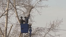Two men cut off high trees