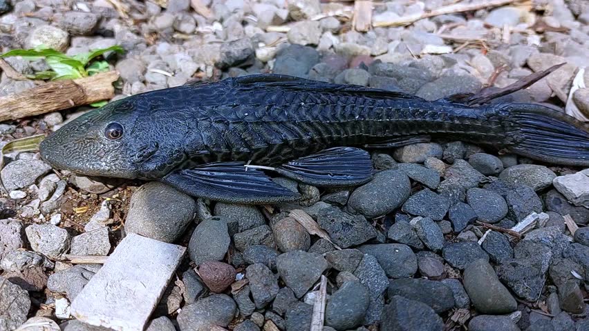 Plecostomus fish surfacing above gravel.


