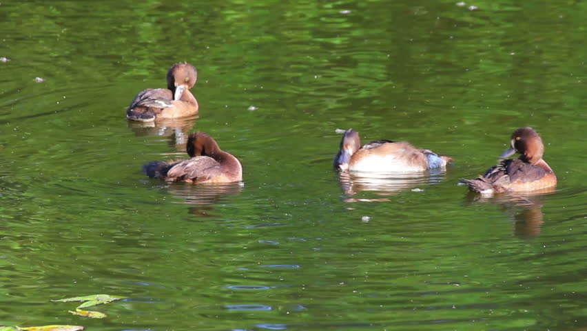 young ducks on pond
