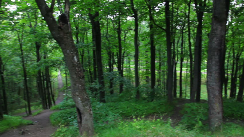 summer woods on Parnas hill in Pushkin park - St. Petersburg Russia