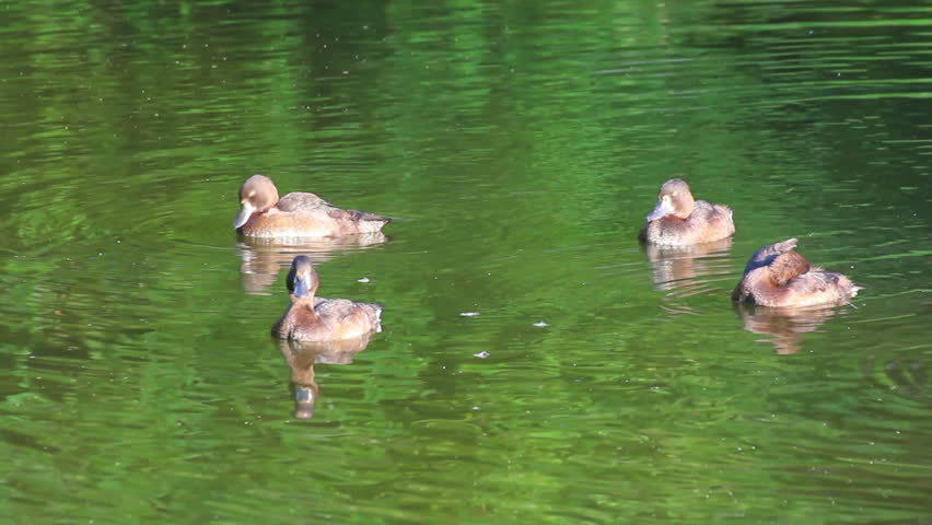 young ducks on pond