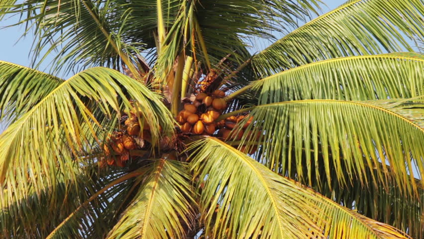 coconut palm under blue sky closeup