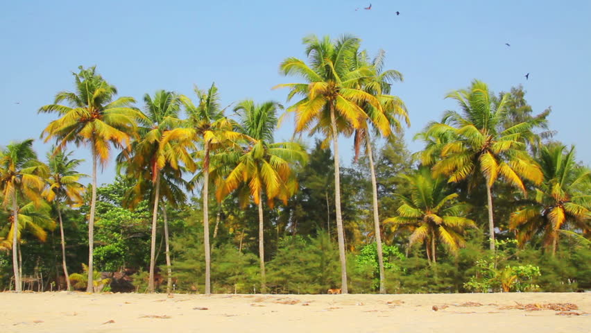 coconut palms under blue sky