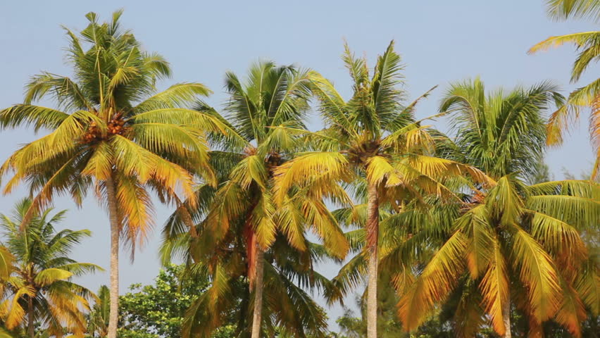 coconut palms under blue sky
