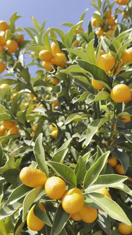 The kumquat, video of the small oval citrus fruit of Chinese origin that stands out for its sweet peel and sour pulp, offering a unique taste experience. 