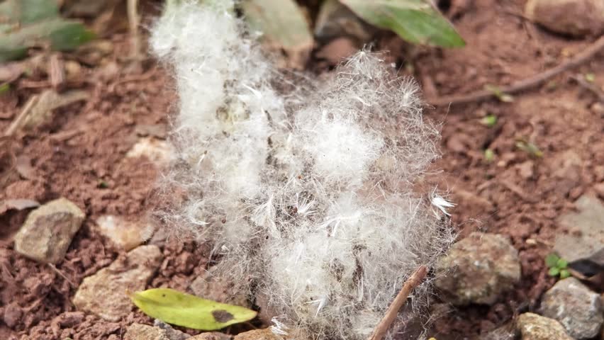 Capoc falling on the ground