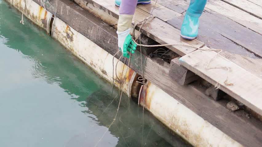 Hands pulling basket of shells out of water.