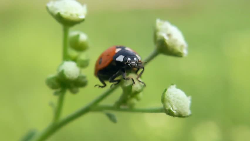 Close-up macro shot wildlife of a ladybug. in the green grass in forest.4k macro footage.