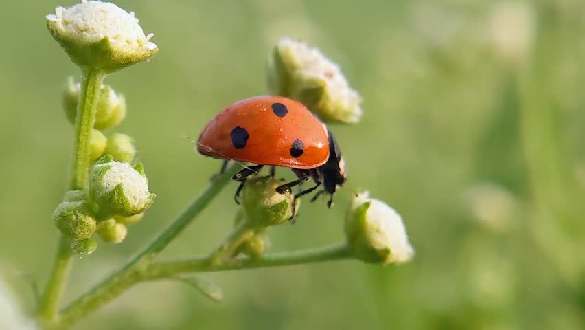 Close-up macro shot wildlife of a ladybug. in the green grass in forest.4k macro footage.