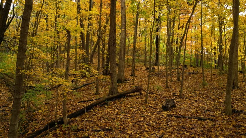 A shot of a forest in autumn where the beautiful colors of the trees are on full display. The yellow canopy cast a comforting warm light on the forest floor.