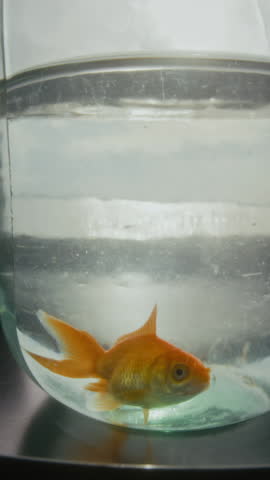 No people vertical closeup of small yellow pet goldfish frantically swimming in glass jar in murky water and gulping for air, at daytime