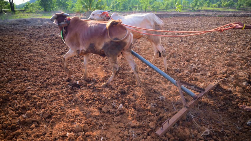 Two oxen drag plow through tilled soil in rural land, Farmer grips rope guiding bulls across farmland, Cattle pull wooden harrow shaping neat topsoil rows, Plowman steers animal cutting deep into dirt