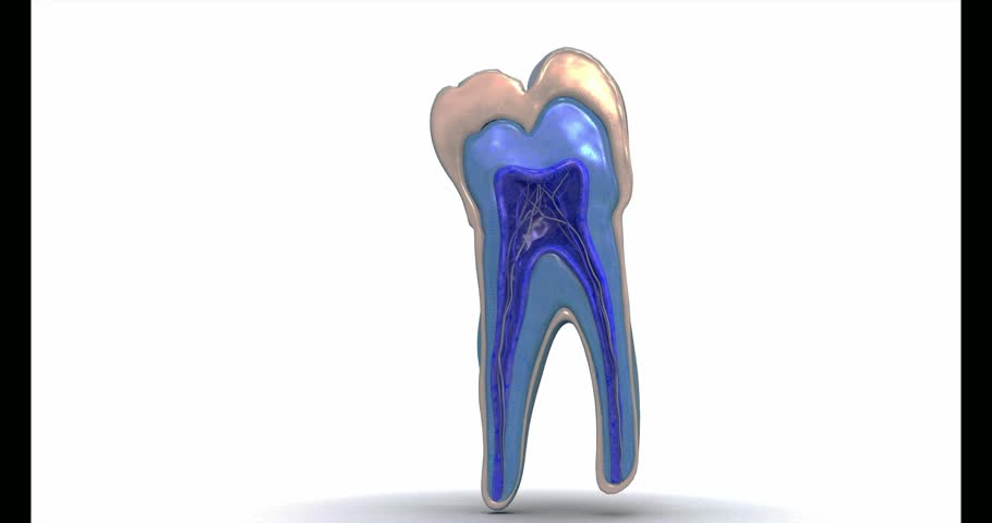 tooth cross section anatomy medical 3d animation