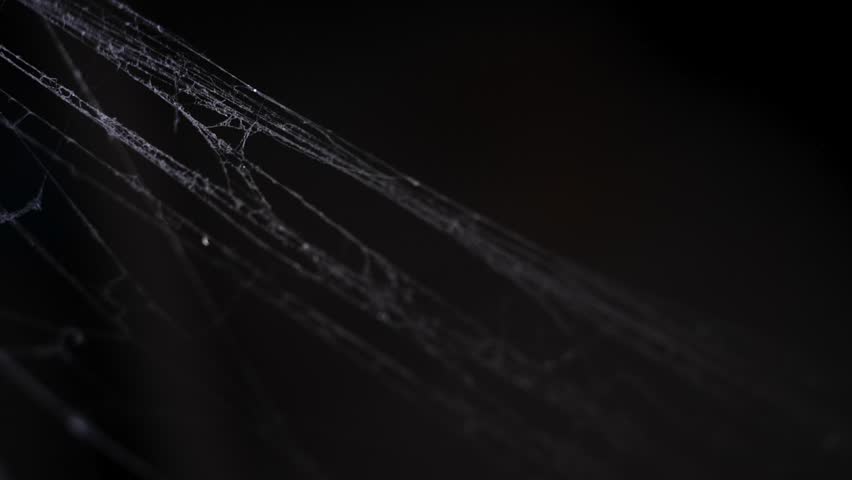 close up photo of spider web with dark background