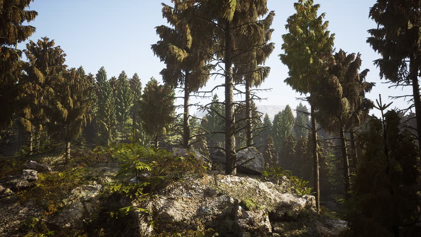 Tall evergreen trees dominate the landscape, creating a tranquil atmosphere in the Alaskan wilderness. Sunlight filters through the branches, highlighting the rocky ground beneath.