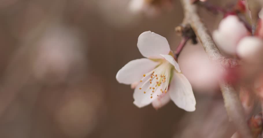 Spring blooming plum blossoms cherry blossoms bees collecting nectar