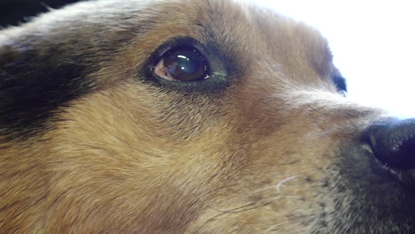 An old blind dog with a gray beard receives gentle affection from a man, who strokes it lovingly. The moment captures warmth, companionship, and care for senior pets.