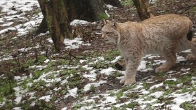 A lynx moves through the snowy forest, its fur blending with the winter landscape. The wild feline is on the hunt, navigating the cold terrain with agility and focus. - Powered by Shutterstock - Get 15% off with code: PIKWIZARD15