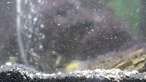 Filtration system with rising bubbles in dirty home aquarium, siphon pump working on background to remove living organisms wastes, regular fish tank maintenance for better functioning of ecosystem - Powered by Shutterstock - Get 15% off with code: PIKWIZARD15