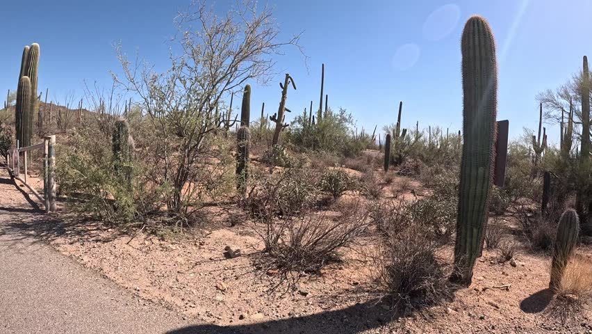 Driving through Saguaro National Park in Arizona, Timelapse Video with Desert Scenes and Cactus