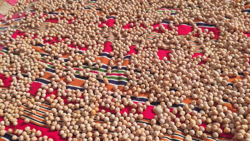 A 4k footage of raw white chickpeas scattered across a colorful patterned cloth. This close-up video highlights the organic nature of the legumes (chana) and the cultural charm of the setting