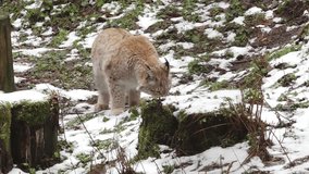 A lynx moves through the snowy forest, its fur blending with the winter landscape. The wild feline is on the hunt, navigating the cold terrain with agility and focus. - Powered by Shutterstock - Get 15% off with code: PIKWIZARD15